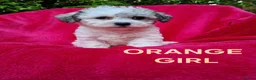 Bichon Frise dogs for sale: Bichon puppies for sale - Advert 9