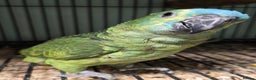 Parrots birds for sale: Cheeky Handreared Amazon's, Galah's & Caique's!!! - Advert 13