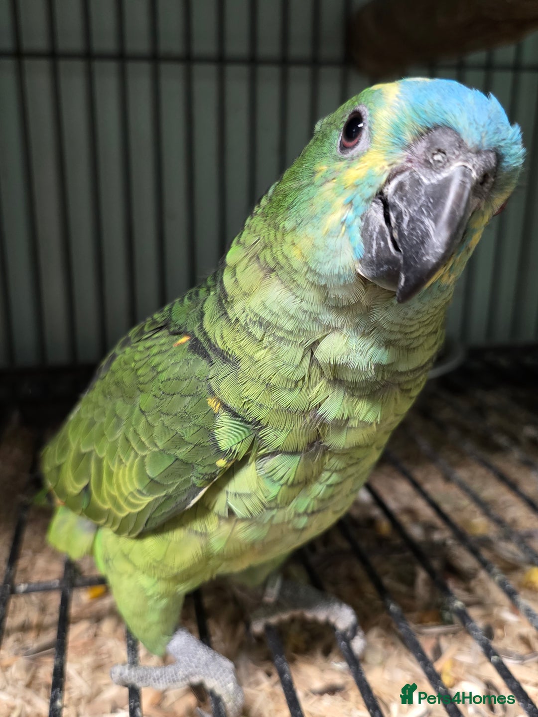 Parrots birds for sale: Cheeky Handreared Amazon's, Galah's & Caique's!!! - Advert 13