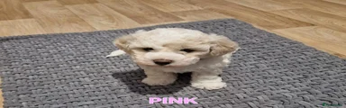 Bichon Frise Puppy Pink
