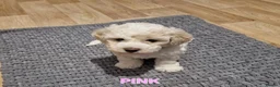 Bichon Frise dogs for sale: Bichon Frise Puppies – Champion Bloodlines  - Advert 3