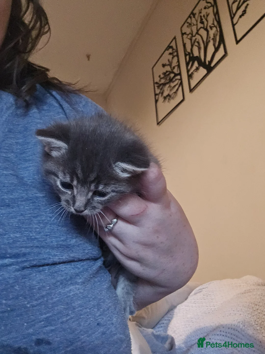 Norwegian Forest Cat cats for sale: Sebastian  - Advert 5