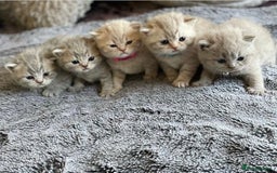 British Shorthair cats for stud: Lilac British Shorthair Stud service only in Huddersfield - Image 15