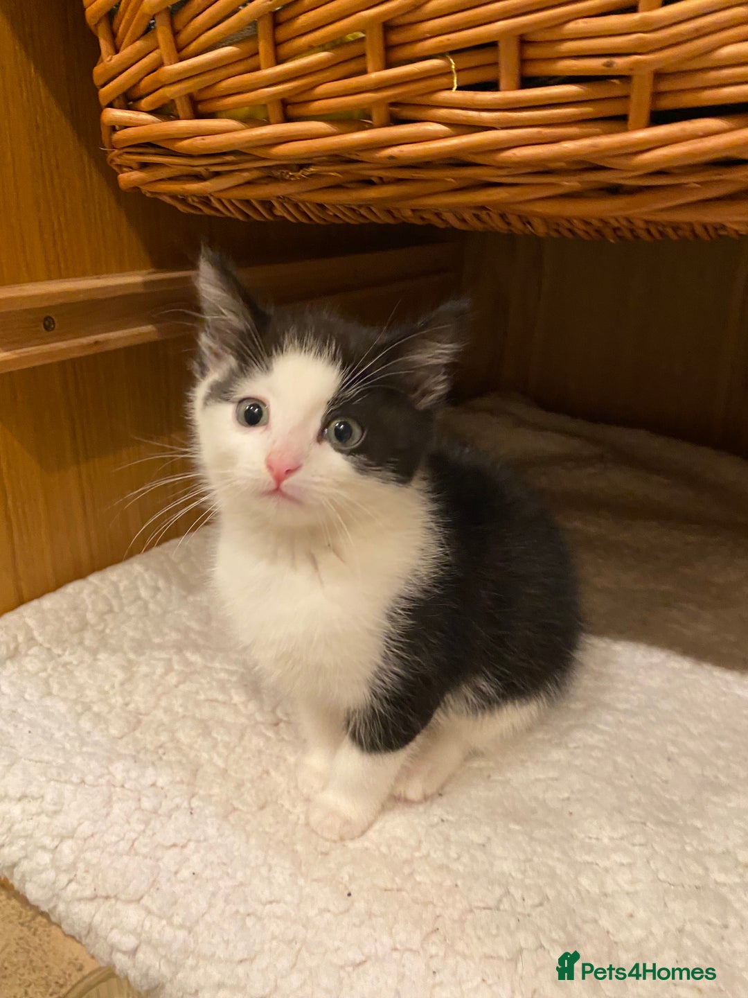 Mixed Breed cats for sale: Home-Raised Black & White Kittens– 10 Weeks Old 🐾 - Advert 4