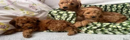 Cavapoo dogs for sale: Cavapoo puppy's  in Coventry - Advert 3