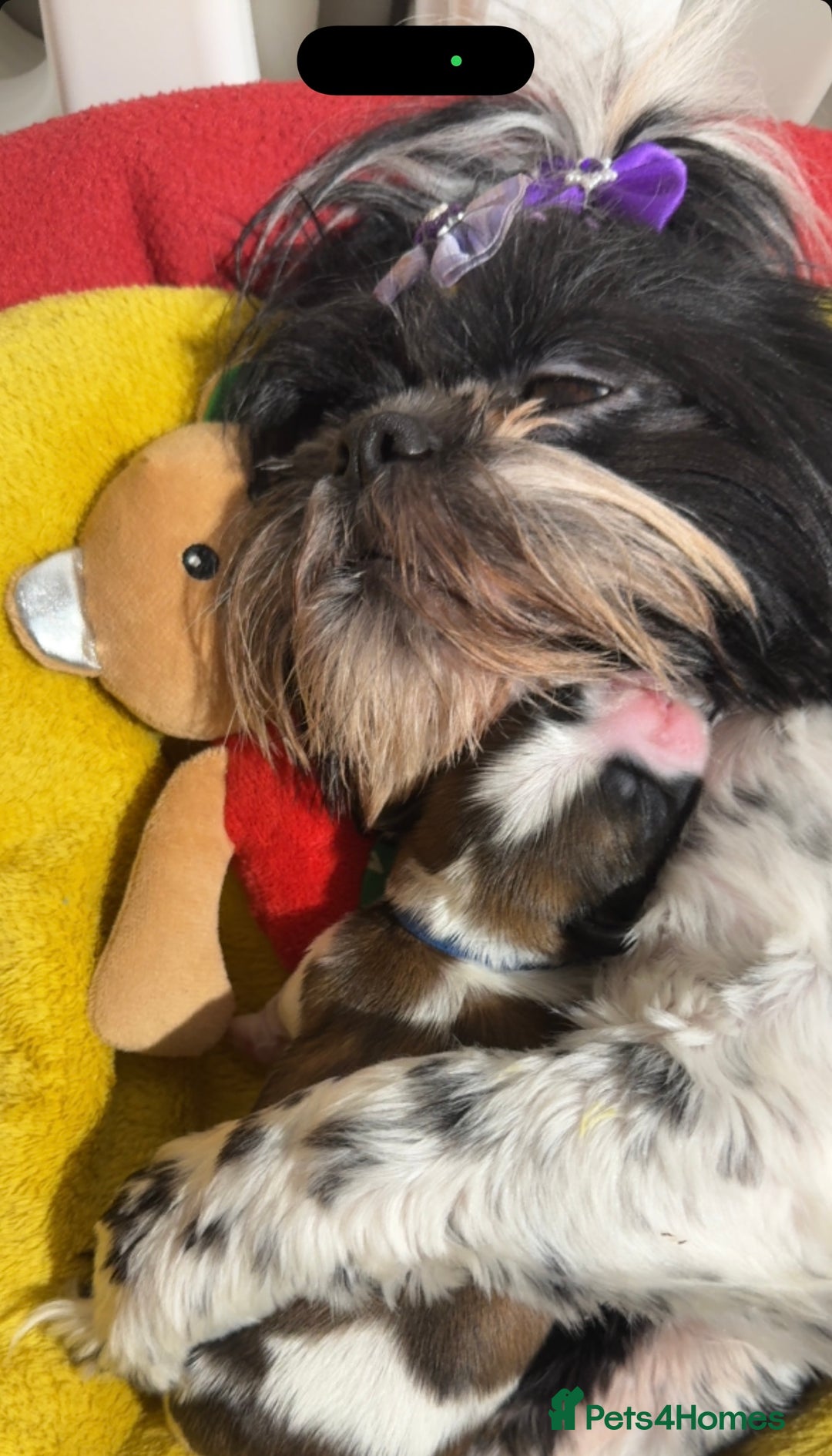 Shih Tzu dogs for sale: ShihTzu Newborn Puppies 💕Home-Raised & Well-Loved - Advert 22