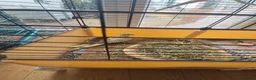 Cockatiels birds for sale: Semi Tame Cockatail Male for sale 4 mothes old in Derby - Advert 2