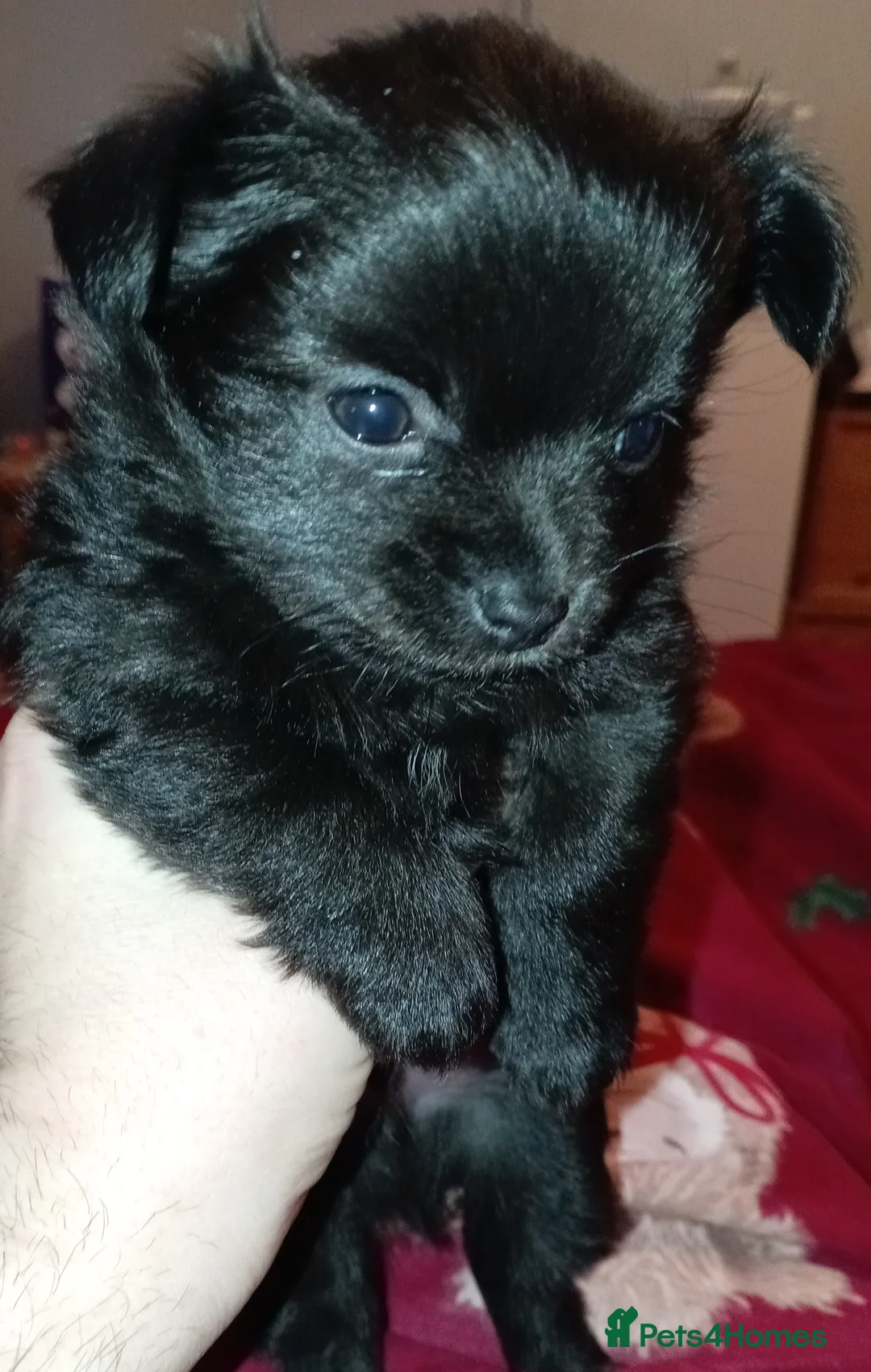 Chihuahua dogs for sale: 2 Black long haired Male chihuahua puppies  - Advert 2