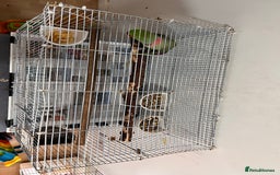 Parrots birds for sale: Alexandrine male - Image 14