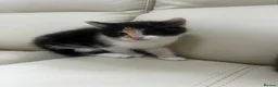 Mixed Breed cats for sale: 6 tabby kittens! - Advert 6