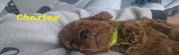 Cavapoo dogs for sale: Cavapoos Fb3. - Advert 9