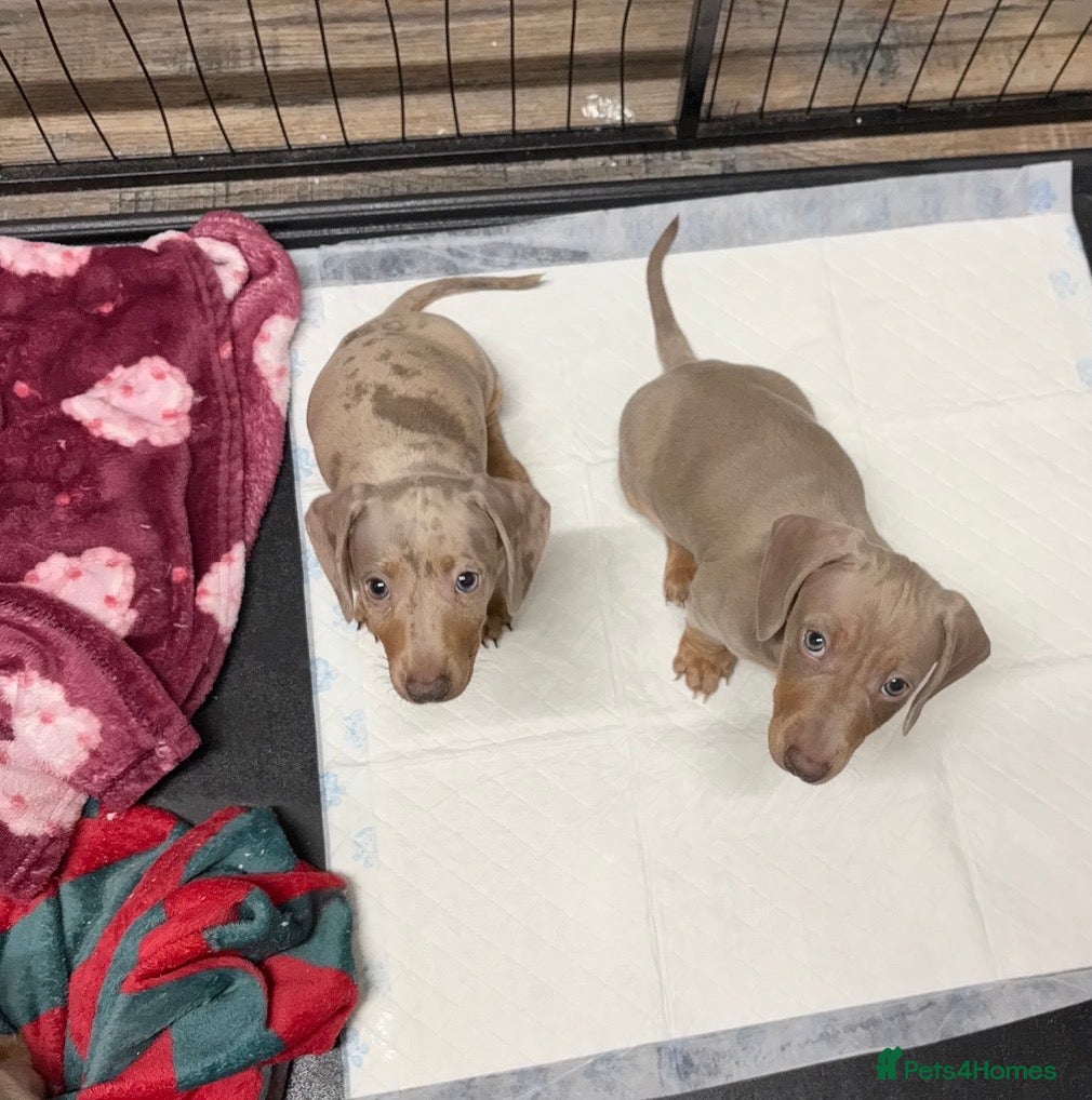 Miniature Dachshund dogs KC REGISTERED x2 minature male dachshunds  - Advert 5