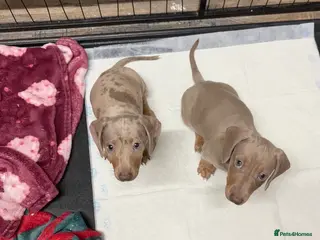 Miniature Dachshund dogs KC REGISTERED x2 minature male dachshunds - Advert 5