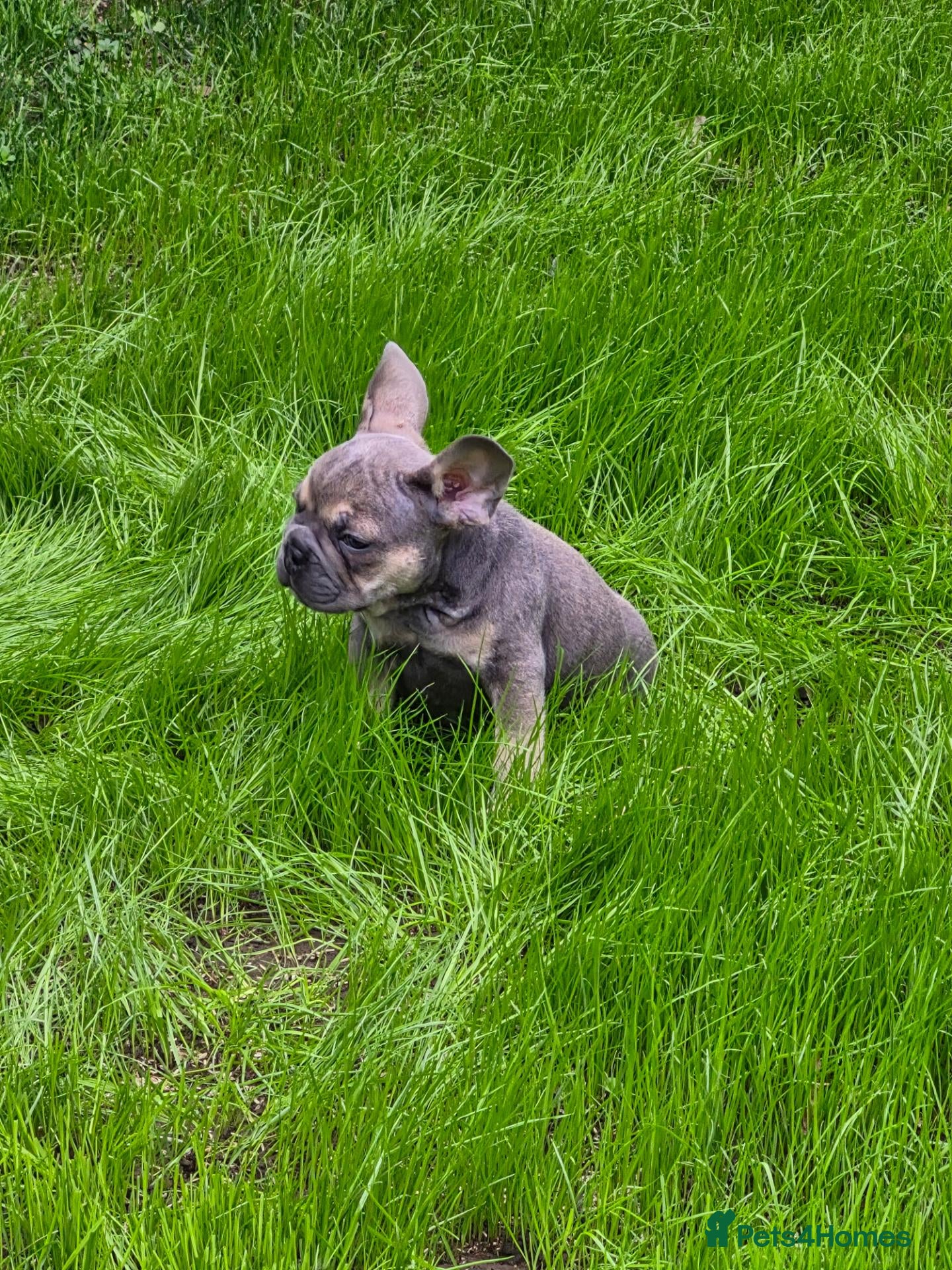 Mixed Breed dogs Beautiful Frenchie x English bulldog puppies - Advert 15