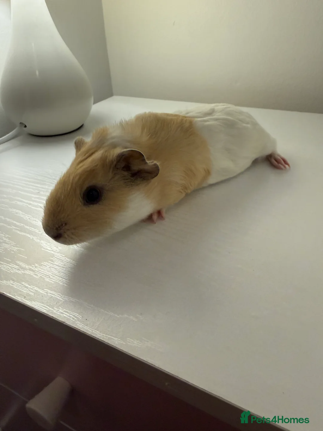Guinea Pig rodents for sale: Baby guinea pigs  - Advert 4