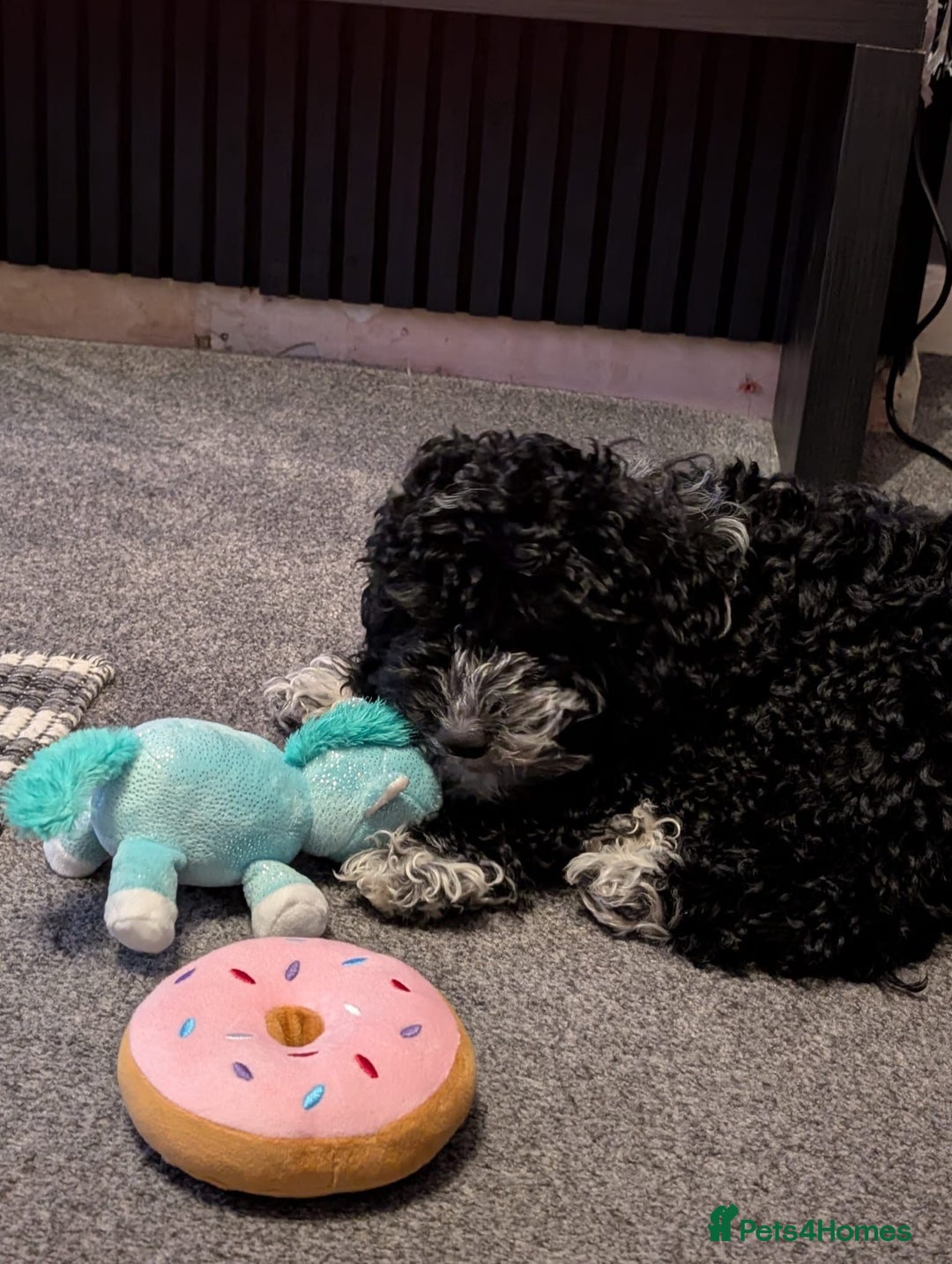 Cockapoo dogs for sale: Poppy - Advert 2