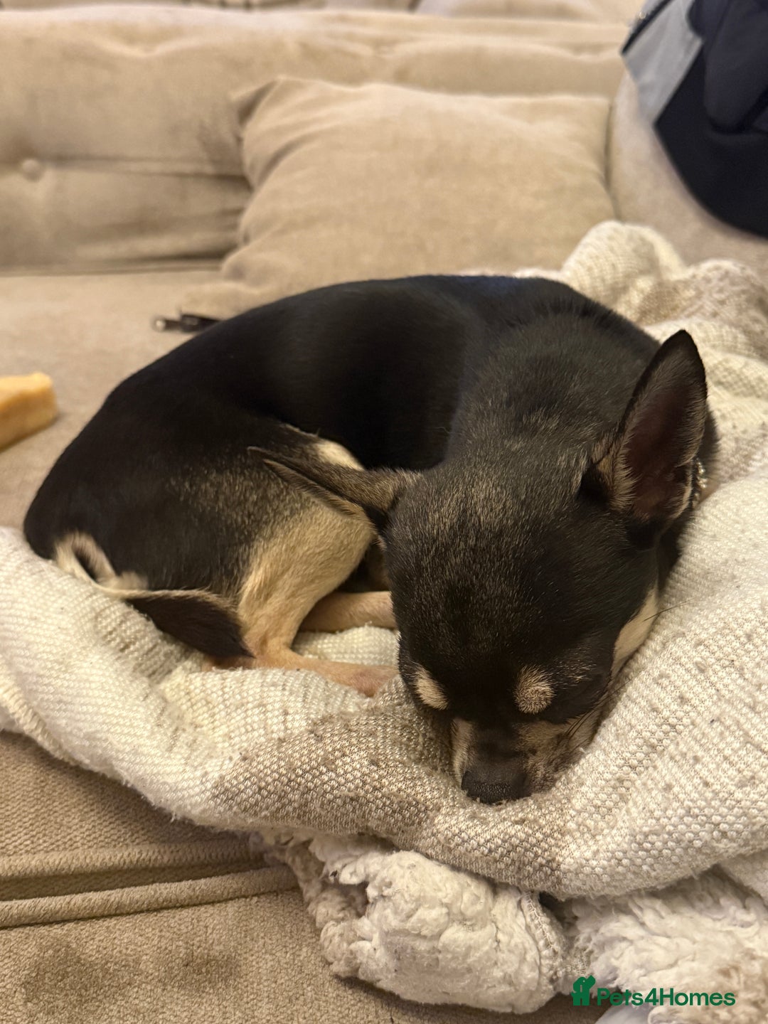 Chihuahua dogs for sale: Chihuahua named pablo - Advert 3