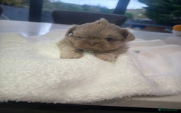 Shih Tzu dogs for sale: 🐶Imperial ShihTzu Puppies–Exceptional Bloodline🐶 - Image 20