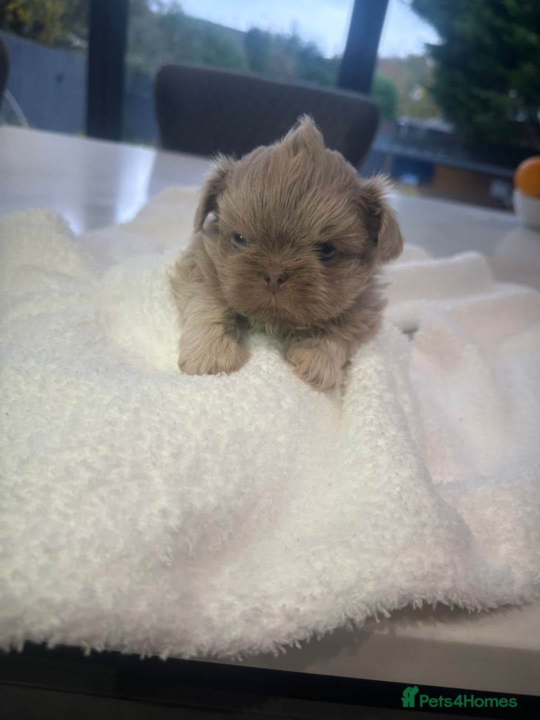 Shih Tzu dogs for sale: 🐶Imperial ShihTzu Puppies–Exceptional Bloodline🐶 - Image 20