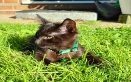 Mixed Breed cats for sale: Norwegian x pixiebob kittens mix available  - Image 33