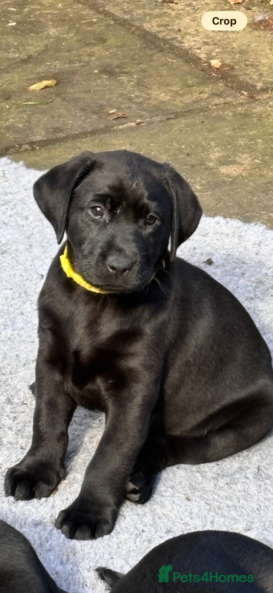 Labrador Retriever dogs  1 Quality Black Labrador Girl  - Advert 1