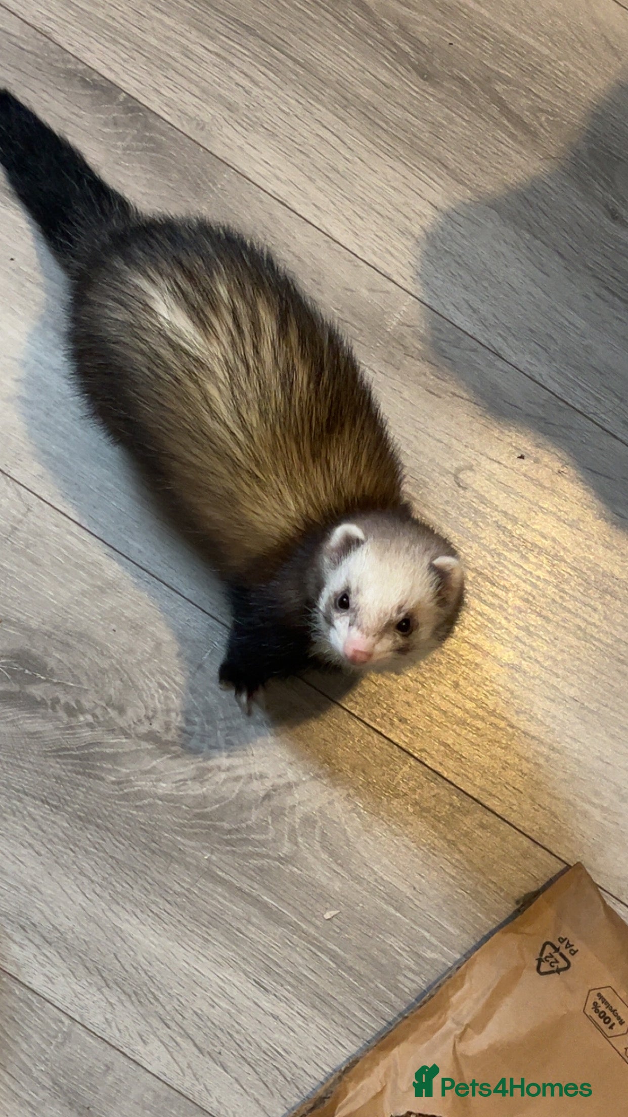 Ferret rodents Minki and Salem  - Advert 7