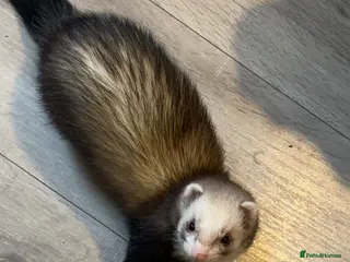 Ferret rodents Minki and Salem - Advert 6