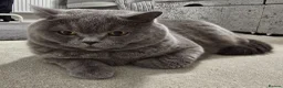 British Shorthair cats for sale: Simba (male) chanel (female) - Advert 5