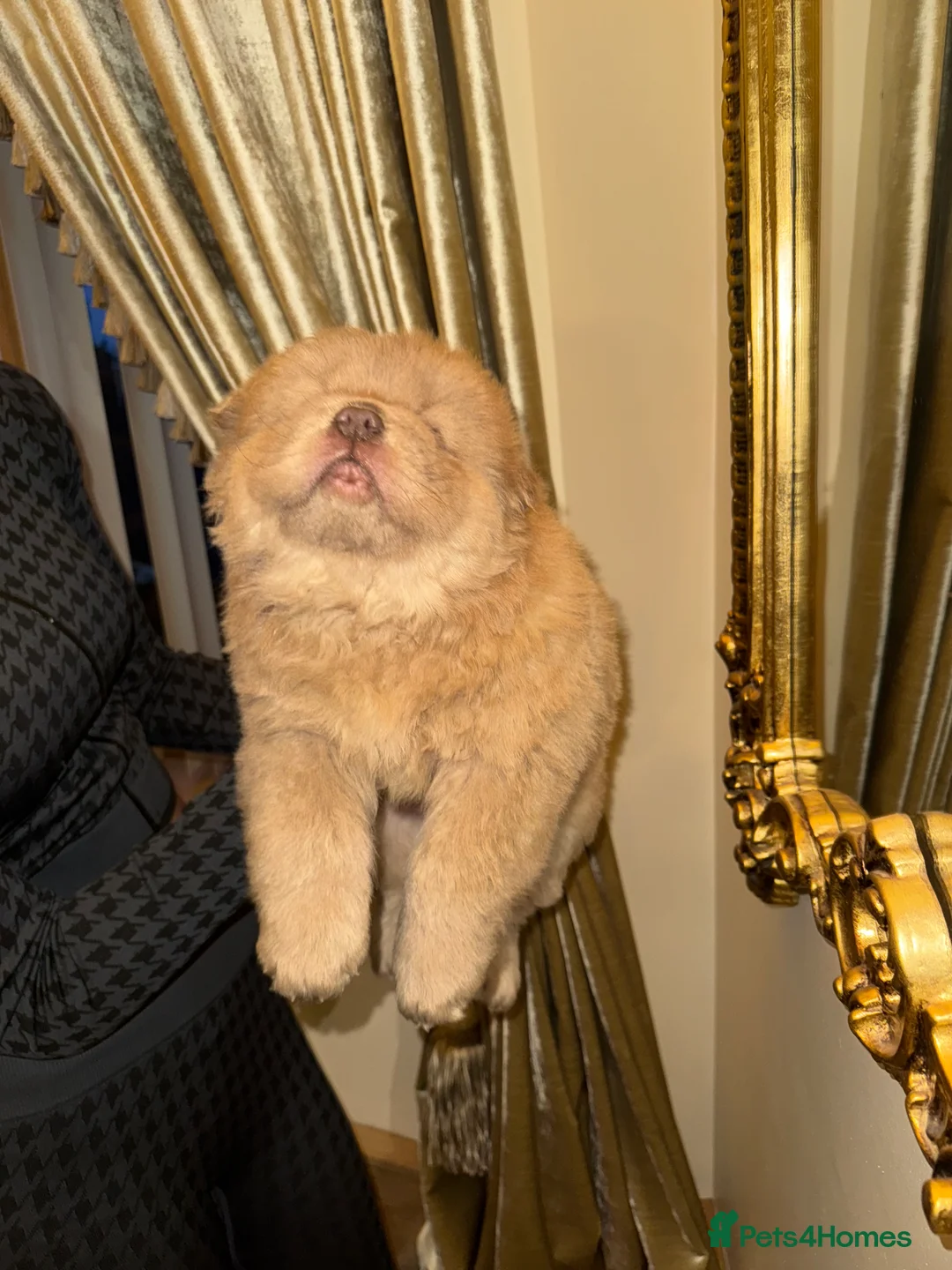 Chow Chow dogs for sale: 3 beautys left ⭐️  - Advert 34