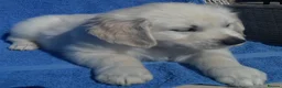 Golden Retriever dogs for sale: KC registered Golden Retriever Pups *5 Males* - Advert 2