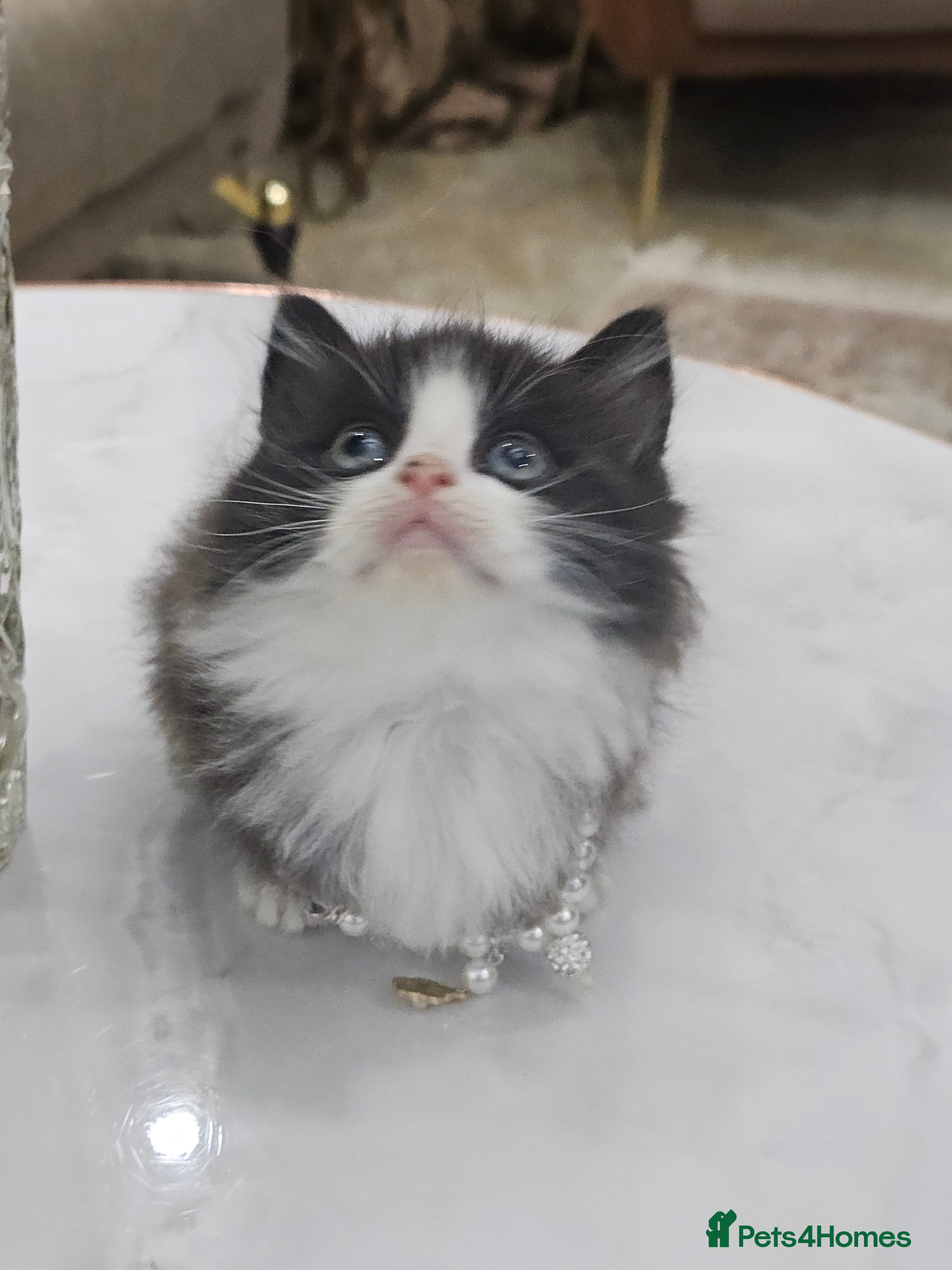 Persian cats Adorable half perian kittens available now,  - Advert 2