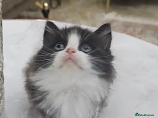 Persian cats Adorable half perian kittens available now, - Advert 2