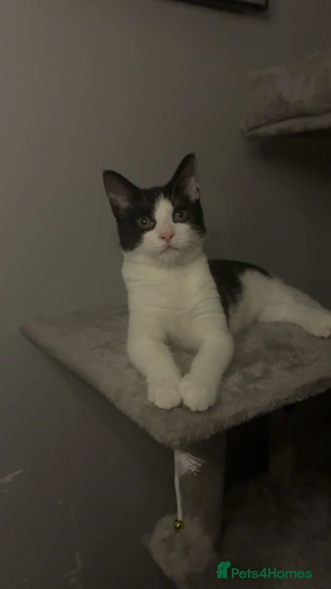 Domestic Shorthair cats for sale: Tuxedo cat Free in Reading - Advert 2