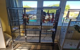 Parakeets birds for sale: Eatern Australian Rosella - Image 2