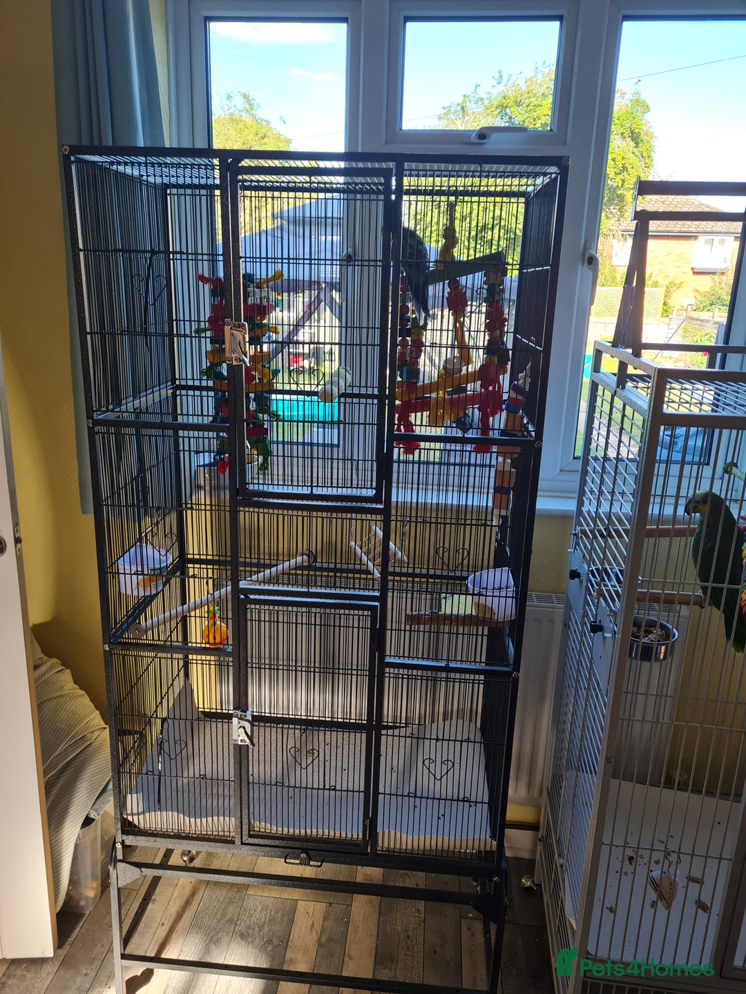 Parakeets birds for sale: Eatern Australian Rosella - Image 2