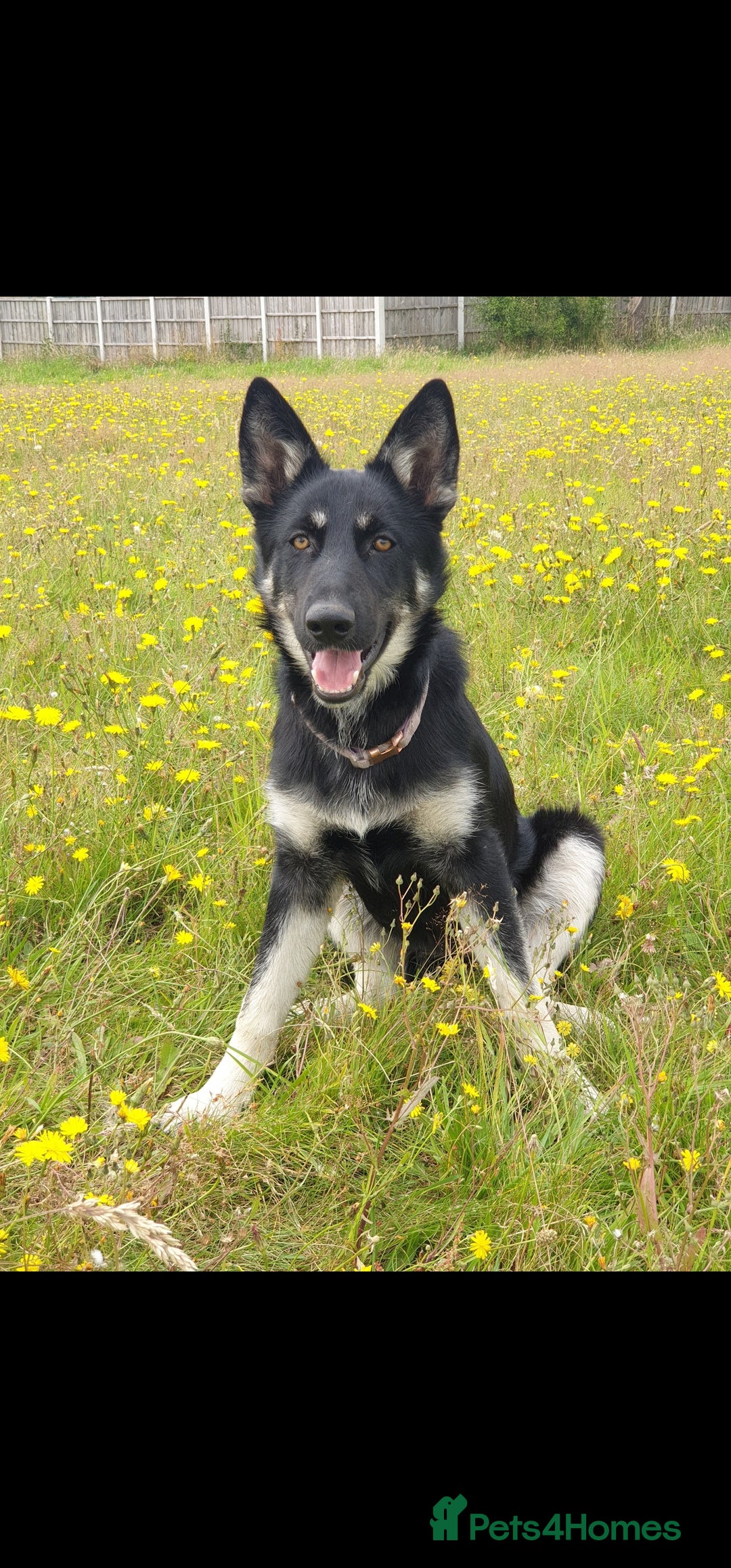 Shepsky dogs for sale: Beautiful female Shepsky looking a new home - Advert 1