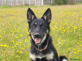 Shepsky dogs Beautiful female Shepsky looking a new home - Advert 3