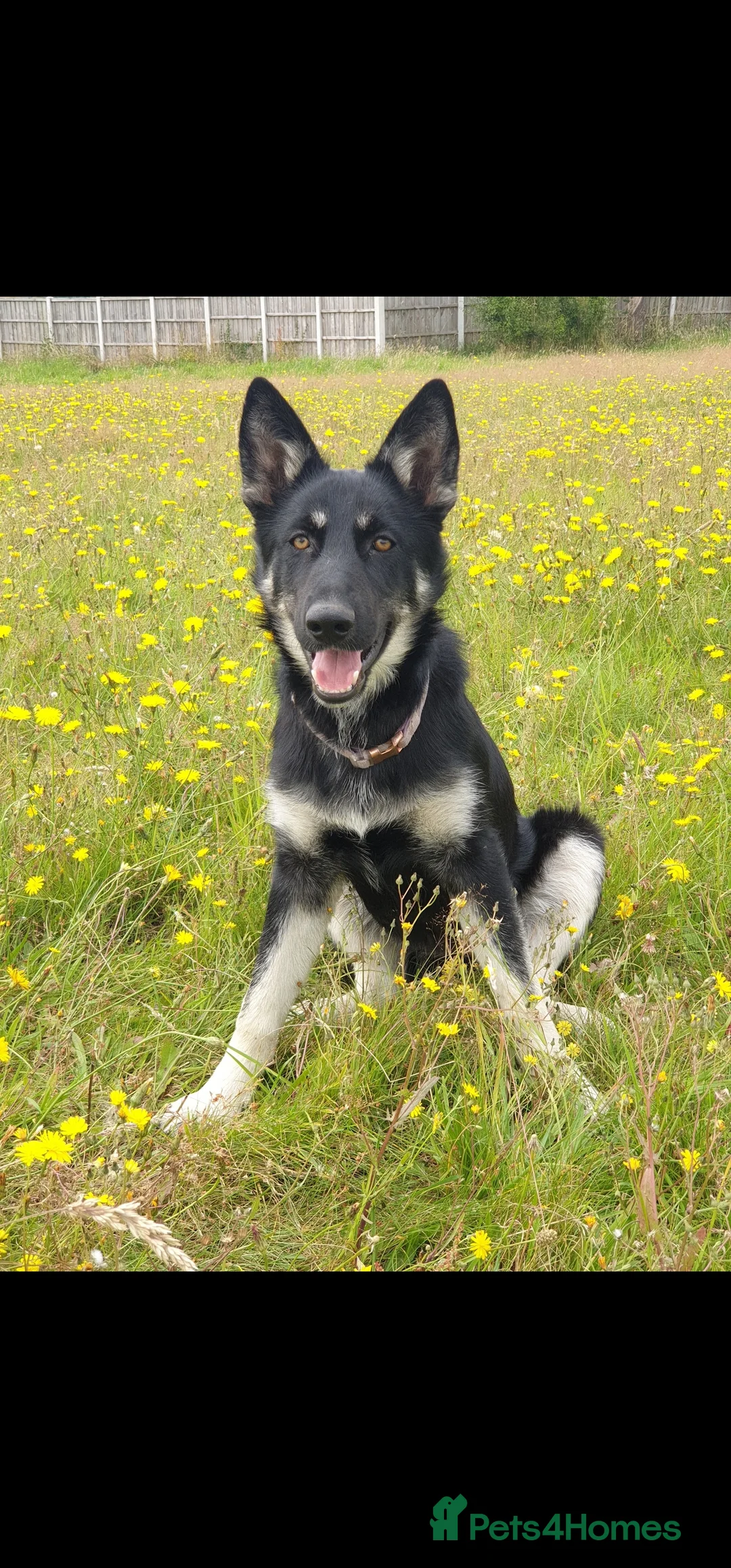 Shepsky dogs for sale: Beautiful female Shepsky looking a new home - Advert 1