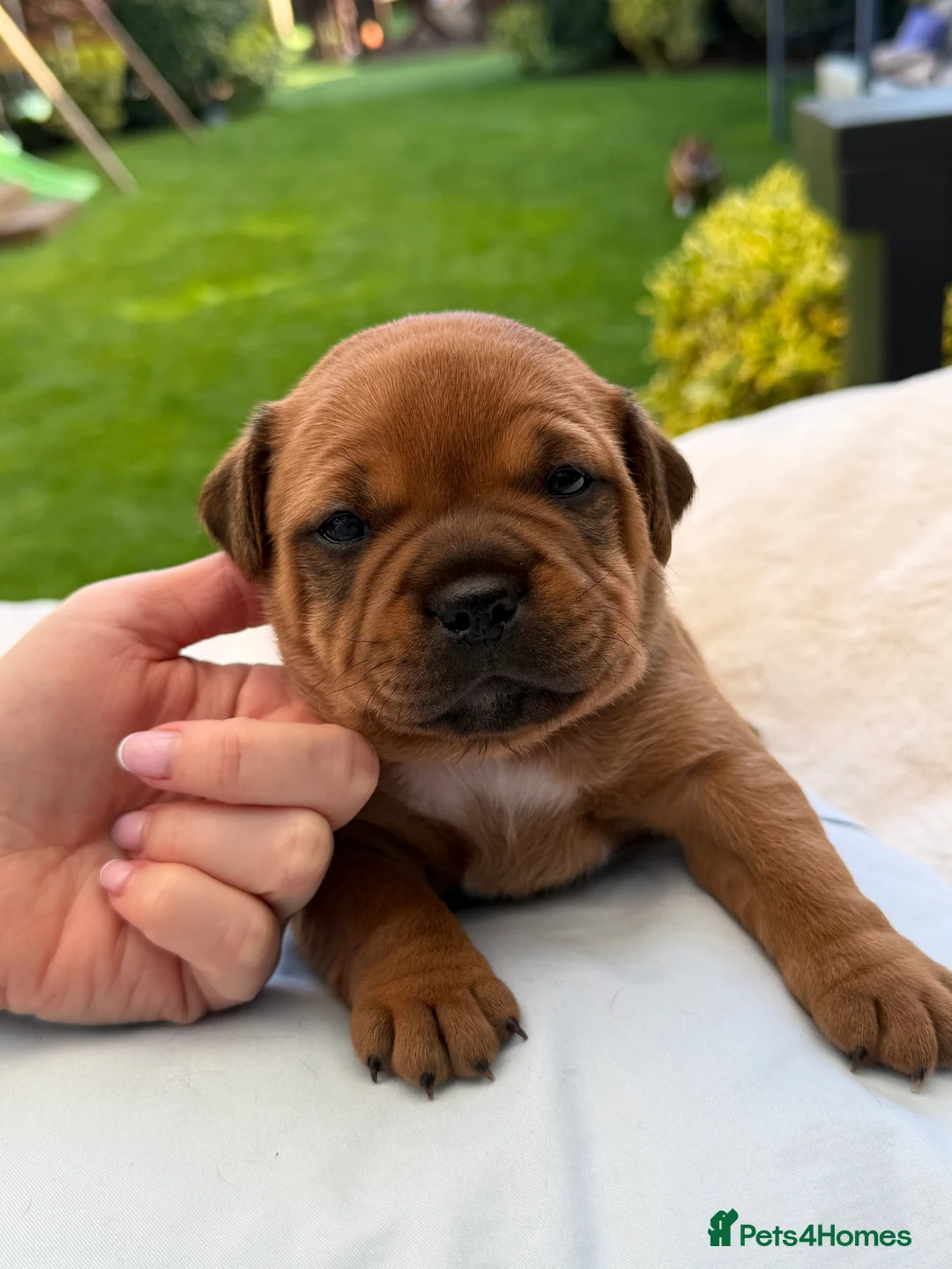 Staffordshire Bull Terrier dogs for sale: Exceptional Red &White Staffordshire Bull Terrier  - Advert 20