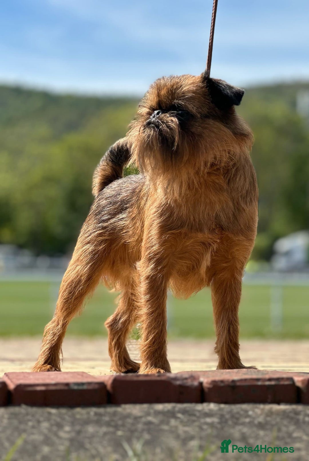 Griffon Bruxellois dogs for stud: Award winning stud offered - Image 4