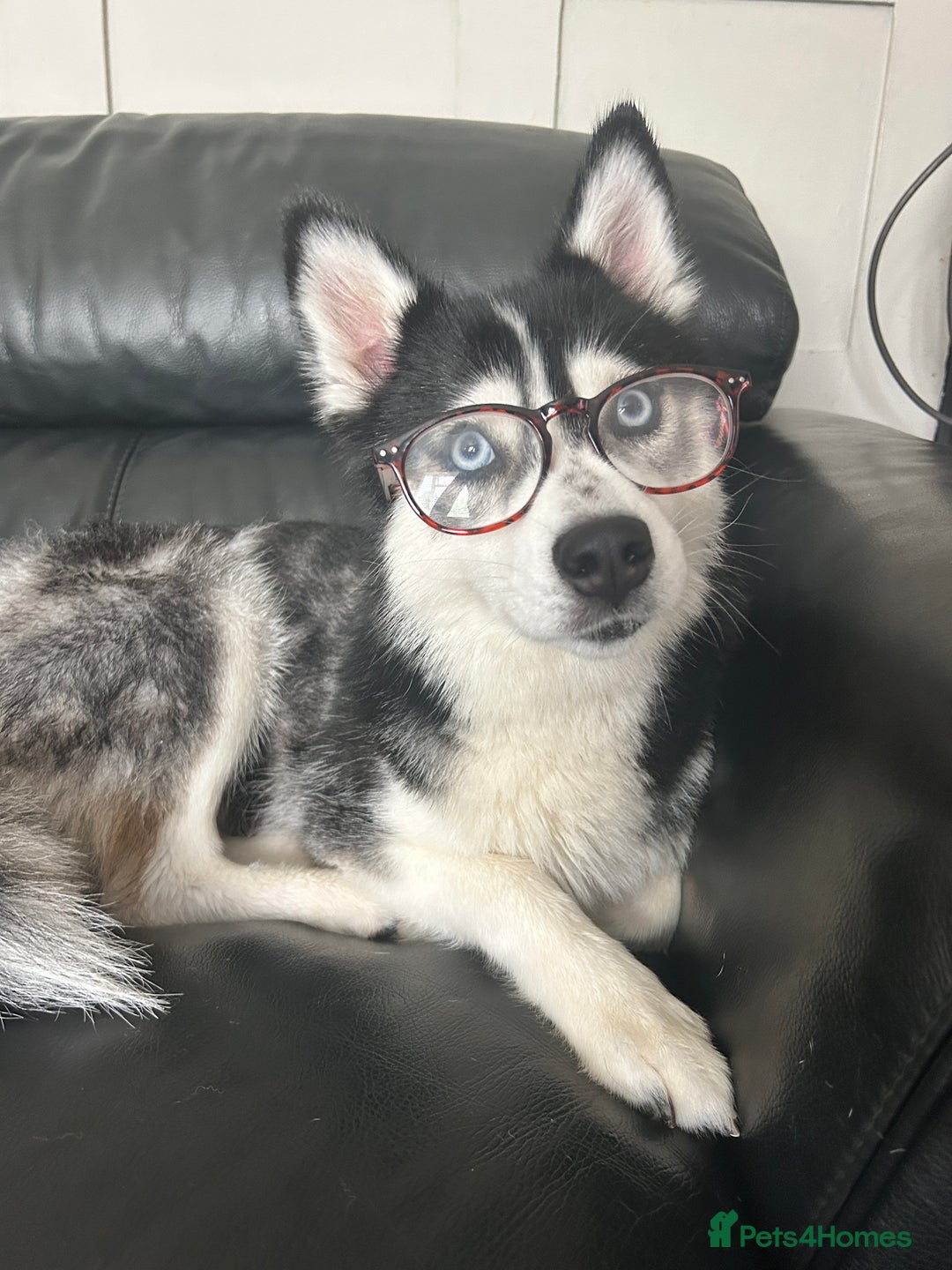 Pomsky dogs for sale: Beautiful pomsky - Image 4