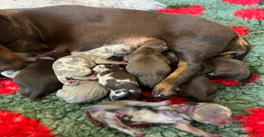 Miniature Dachshund dogs - Advert 10