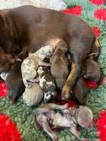 Miniature Dachshund dogs - Advert 3