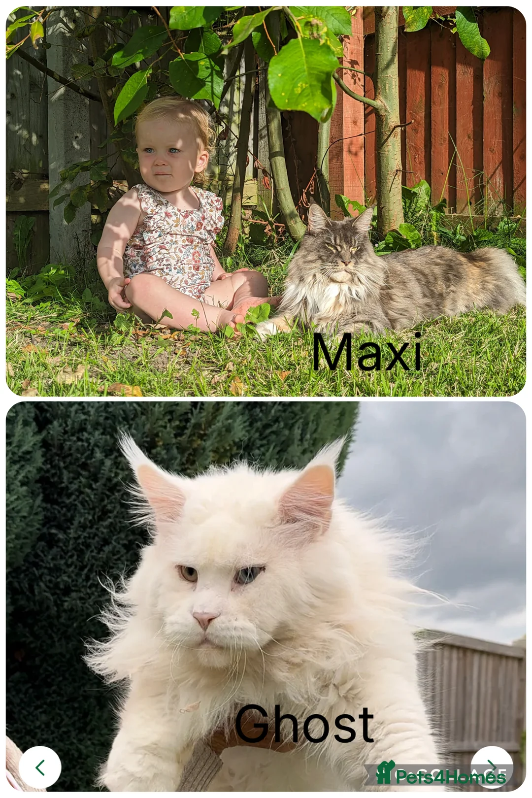 Maine Coon cats for sale: Rare white tica registered boy. - Advert 1