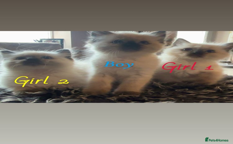 Ragdoll cats - Advert 3