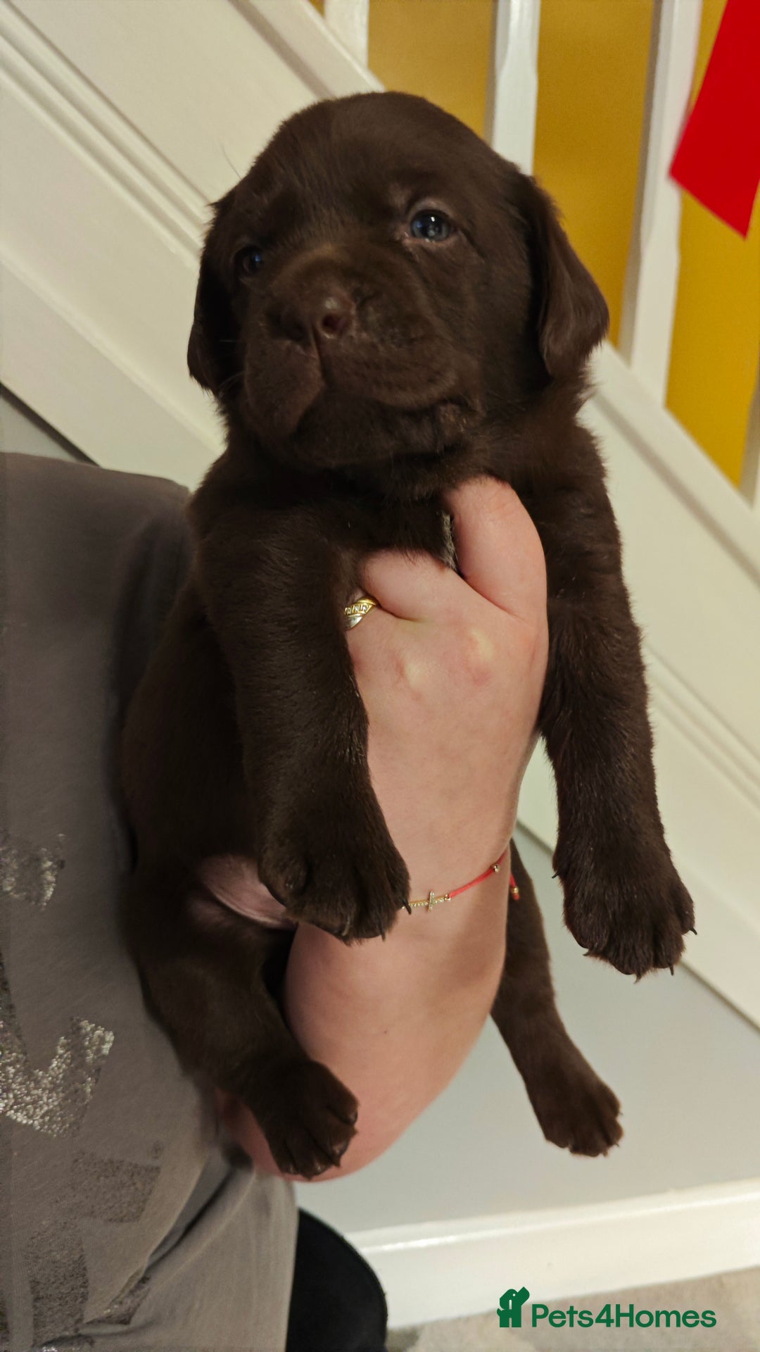 Labrador Retriever dogs for sale: Chocolate Labrador Retriever Puppies-Family Raised - Advert 9