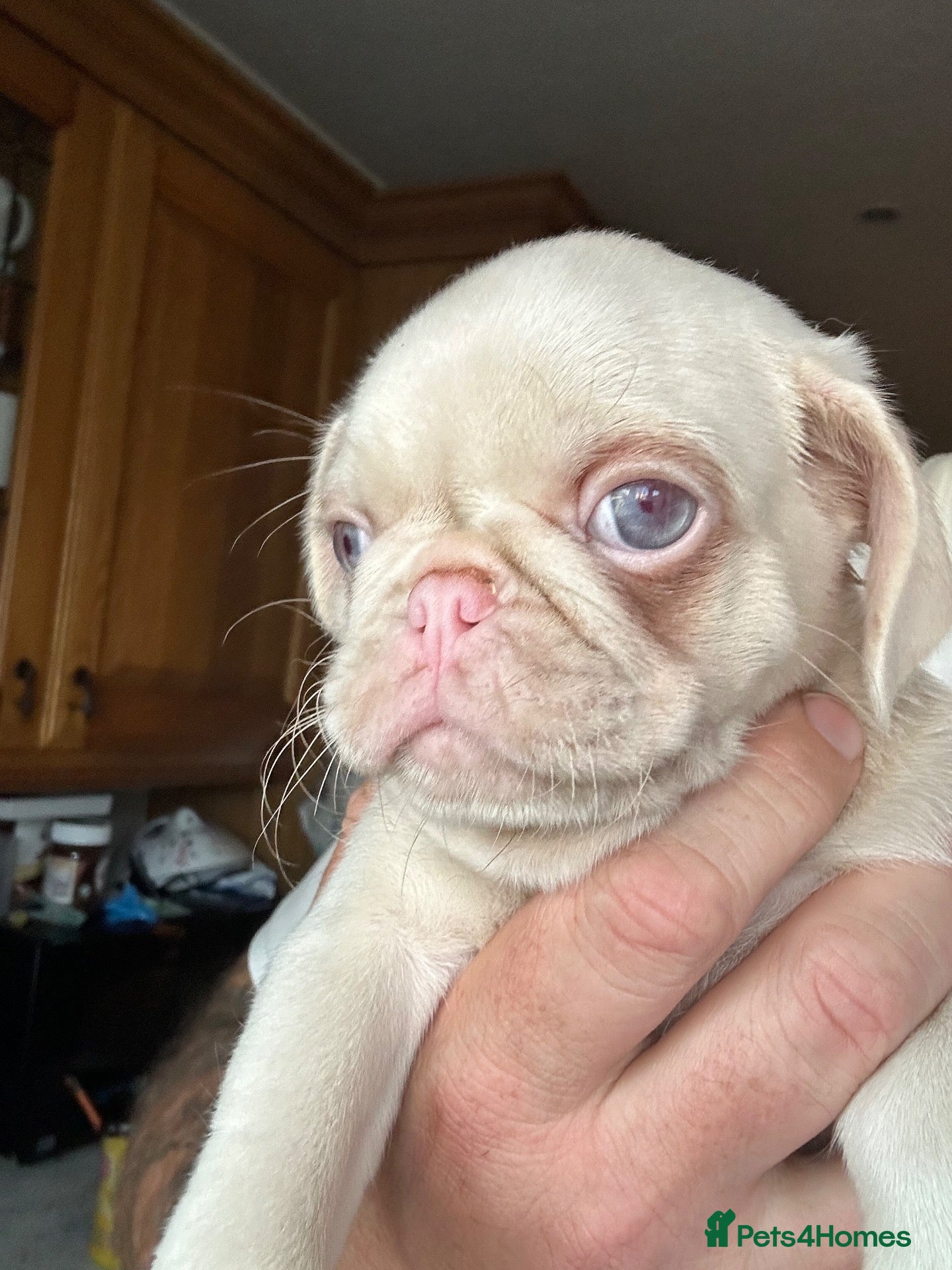 Pug dogs Prestige Pink Pug Puppies KC reg. Ready to leave - Advert 1