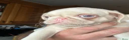 Pug dogs for sale: Prestige Pink Pug Puppies KC reg. Ready to leave - Advert 1