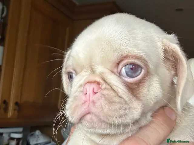 Pug dogs for sale: Prestige Pink Pug Puppies KC reg. Ready to leave - Advert 1