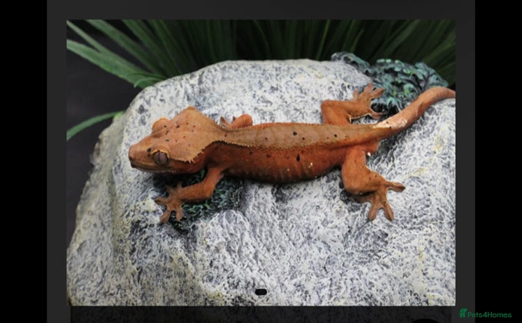Gecko reptiles High end Crested gecko’s  in Wigston - Advert 14